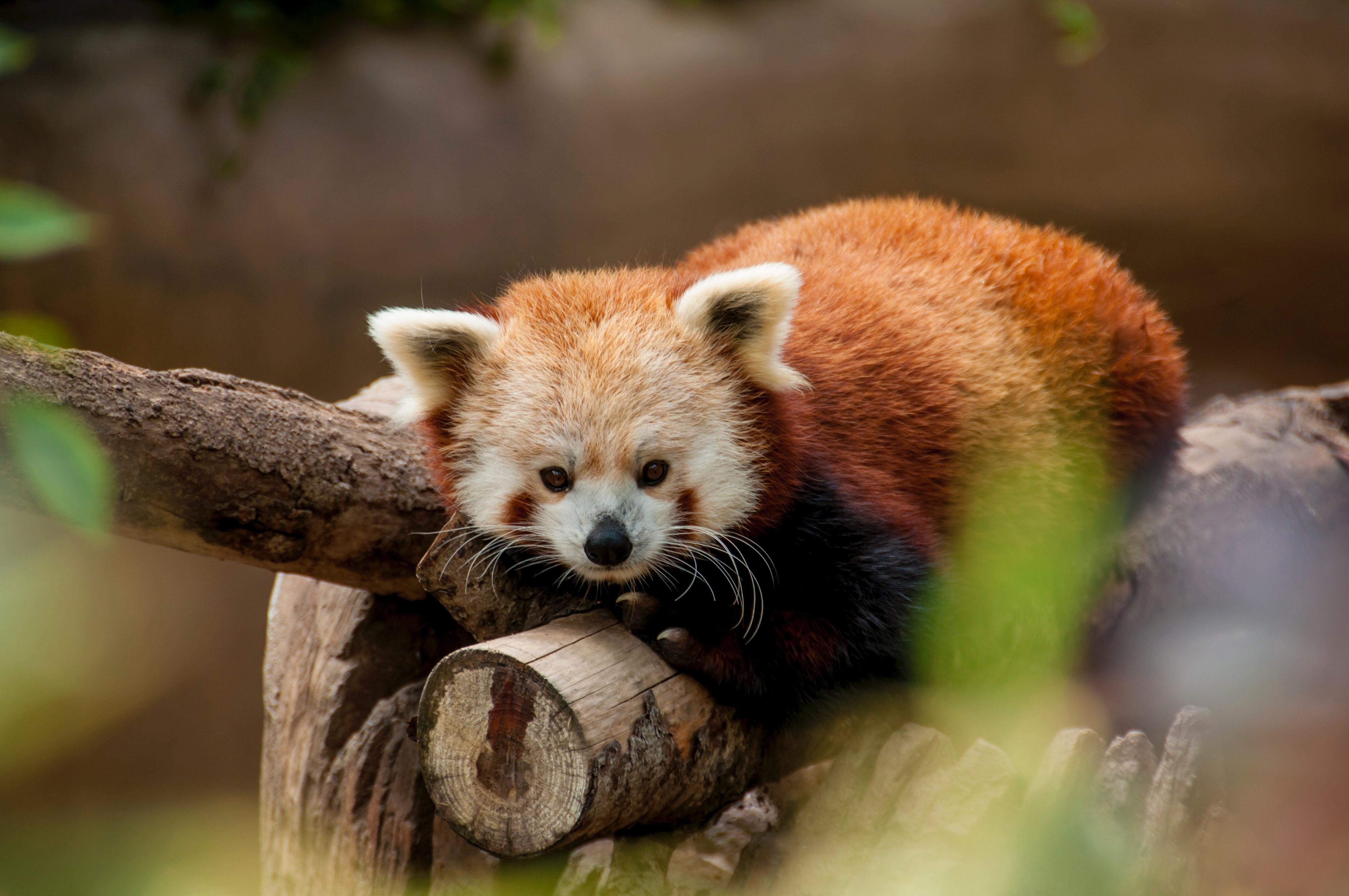 A red panda in the snow